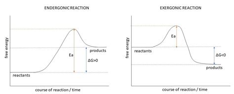 Plot free energy versus the course of an endergonic reaction | Quizlet