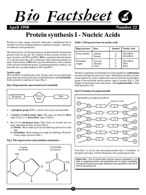 Protein Synthesis - Nucleic Acids | Nucleic Acids | Dna