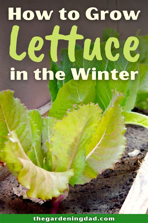 6 easy tips how to grow lettuce from seed – Artofit