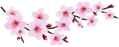 Clip Art Cherry Blossom Clip Art Pink Cherry Blossoms Clipart Flowers ...