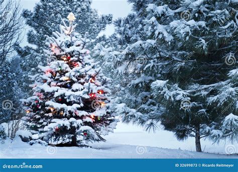 Snow Covered Christmas Tree Stands Out Brightly In Stock Image - Image ...