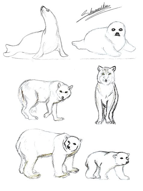 Tundra Animals Coloring Pages at GetColorings.com | Free printable colorings pages to print and ...