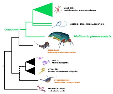 Evolutionary Tree Illustrating [IMAGE] | EurekAlert! Science News Releases