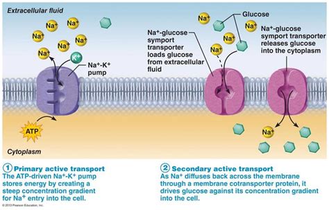 Cell membrane, Active transport biology, Facilitated diffusion