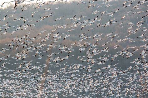 Tips for Seeing PA's Middle Creek Snow Geese Migration - Uncovering PA