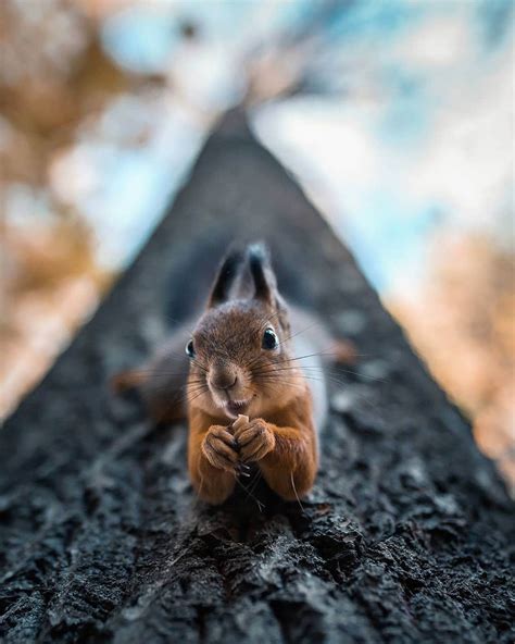 Photographer Captures Enchanting Photos of Finland’s Forest Animals in ...