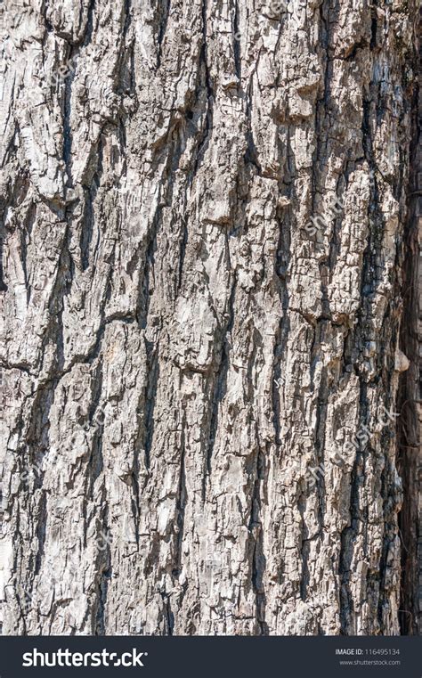 Close Up, Bark Of A Black Walnut Tree. Stock Photo 116495134 : Shutterstock