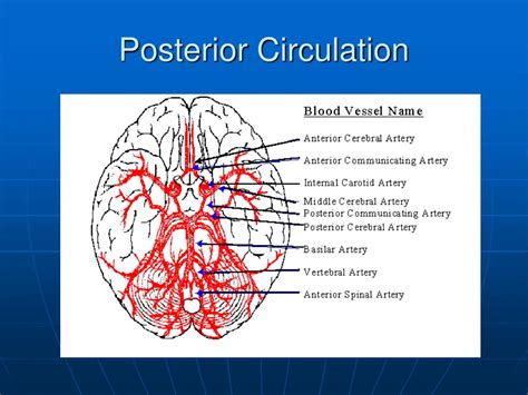 Posterior Cerebral Circulation Anatomy