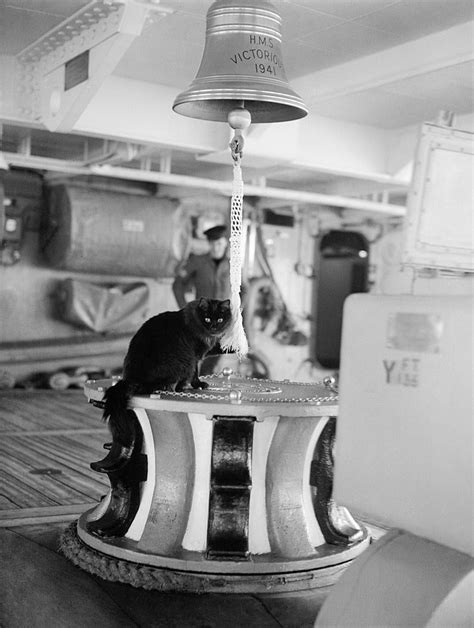 HISTORY: Cats in the Navy - Naval Post- Naval News and Information