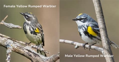 Yellow Rumped Warbler Male vs Female: Key Differences