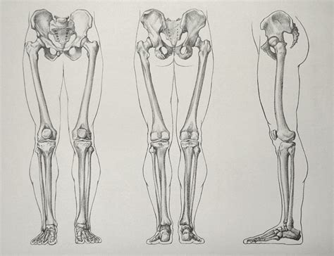 Leg Bones - Video Lesson presented in the Drawing Academy Course ...