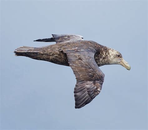 Birds of the World: Southern giant-petrel