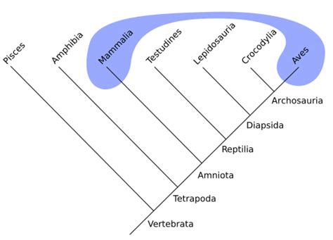 Polyphyly | Fossil Wiki | Fandom