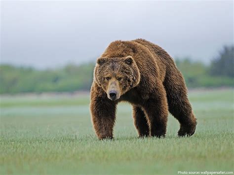 Interesting facts about Kodiak bears | Just Fun Facts