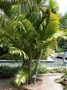 10 Cabada Palm Tree (Dypsis Cabadae) - For Indoor/Outdoor Landscape ideas | landscape, outdoor ...