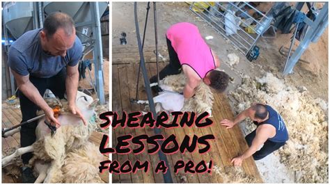 Sheep Shearing course! Learning to shear sheep with Robbie Hislop ...