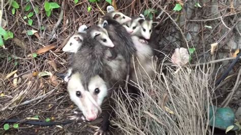 VIDEO: Beverly Grove woman finds opossum and its babies in her closet - ABC7 Los Angeles