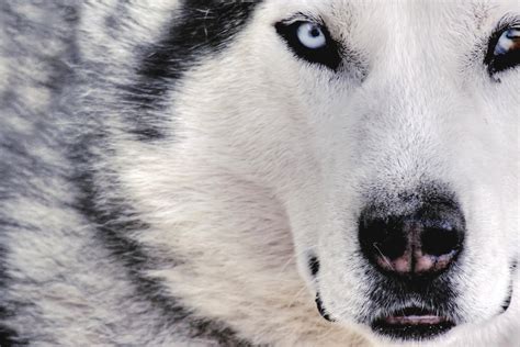 White and black Siberian husky HD wallpaper | Wallpaper Flare