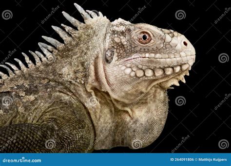 Lesser Antillean Iguana Iguana Delicatissima Stock Photo - Image of ...