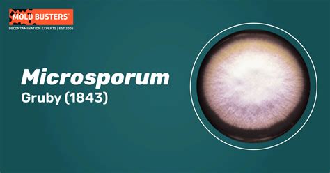 Microsporum - Species, Ecology, Infection and Treatment