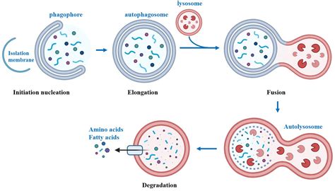 Frontiers | The role of autophagy in the treatment of type II diabetes and its complications: a ...