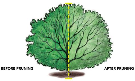 Holly Pruning: [Reasons, Season, Tools and Steps to follow] - Complete Gardering