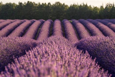 Best Lavender Fields of Provence, France - 2021 Guide!