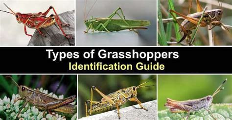 Types of Grasshoppers – Identification Guide in 2022 | Green ...