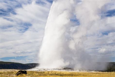 At Yellowstone, Old Faithful isn't the only geyser worth gushing over ...