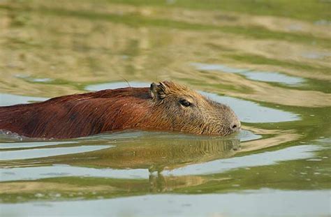 lost in Mato Grosso: swimming Capybara