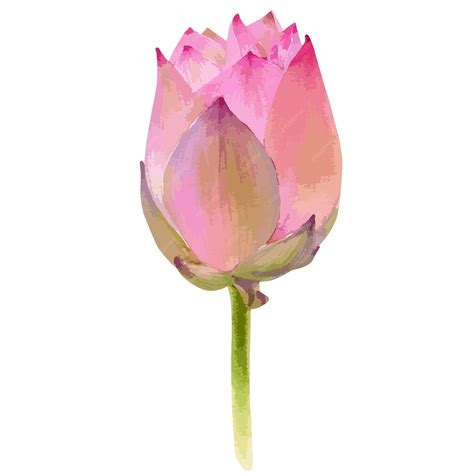 Premium Vector | Watercolor vector illustration of pink lotus flower isolated on white