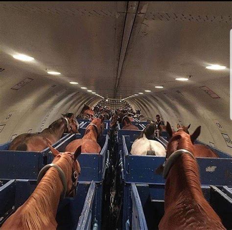 A bachelor party of horses on their way to Chicago for the live show ...