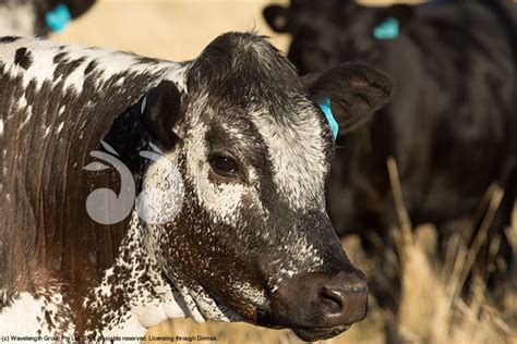 A Speckle Park cow on a farm in central western New South Wales, Australia. - scone.com.au ...