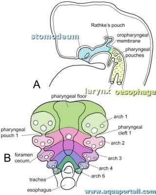 Stomodéum : définition et explications