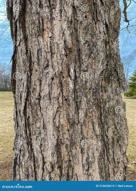 Sugar Maple Tree Identification