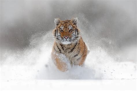 Siberian Tigers - Natural World Safaris