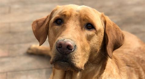 Lab and Golden retriever mix: Loving and devoted