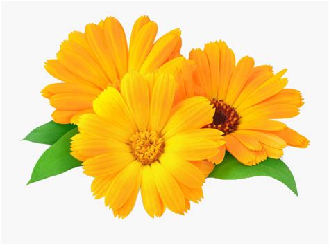 Marigold Clip Art , Free Transparent Clipart - ClipartKey