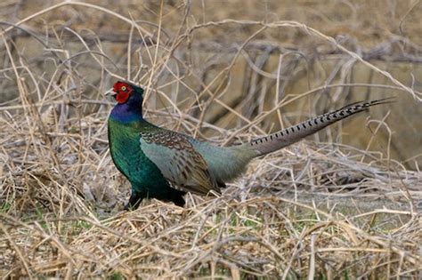 Green Pheasant – birdfinding.info