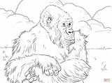 Mountain Gorilla Coloring Page  Free Printable Coloring Pages sketch template