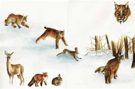 Eurasian Lynx hunting by Xel-Lotath on DeviantArt