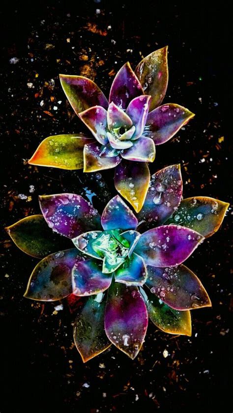 Zedge Flower Design Wallpapers | Garden And Flower Design