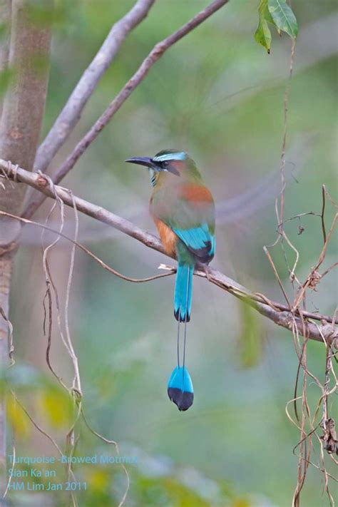 Birding And Natural History Tour | Community Tours Sian Kaan ...