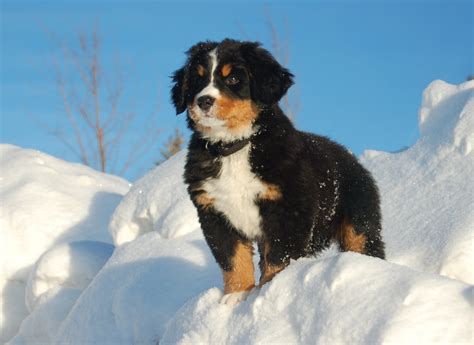 Bernese Mountain dog puppy gazing into the distance wallpapers and images - wallpapers, pictures ...