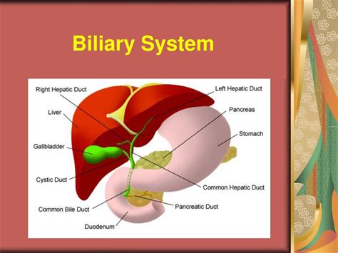 Ppt Pathology Of The Gall Bladder And Biliary Tree Powerpoint | My XXX ...