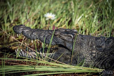 Into The Wild. An Okavango Delta Safari Botswana.