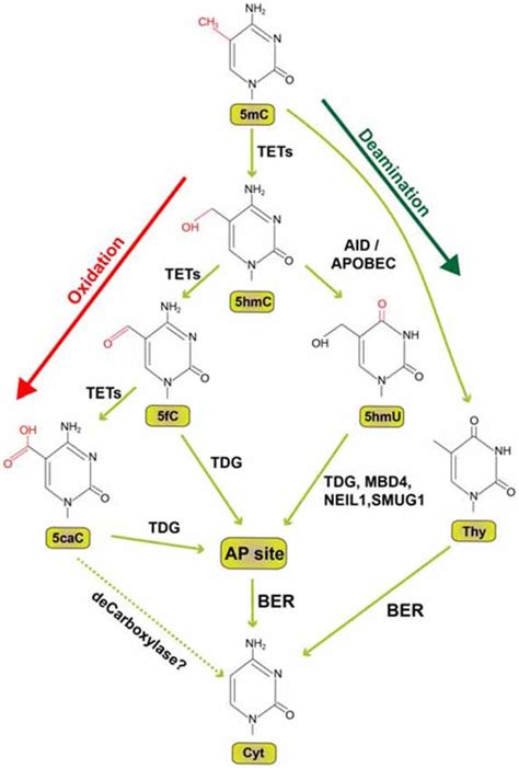 Frontiers | The Role of Activity-Dependent DNA Demethylation in the ...