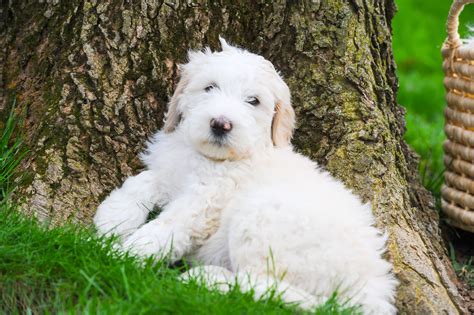 A gorgeous buff Sheepadoodle pup from Sweet Sheepadoodles, located in Ohio Buff, Golden ...