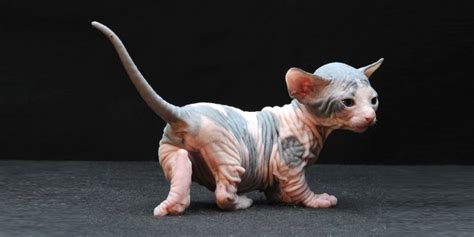 Bambino cat: Description of the breed - Sphynx cats and kittens