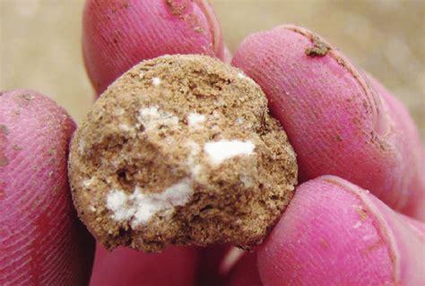 Non-indurated ("soft") caliche can be found while soil sampling as... | Download Scientific Diagram